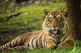 Wildlife
