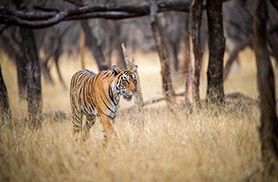 Wildlife