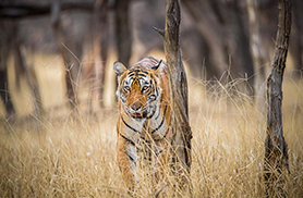 Wildlife