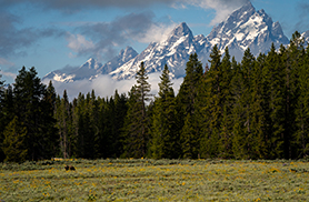A Grizzly in the Tetons