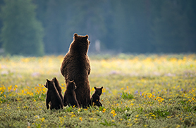 Grizzly 399 on Alert
