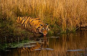 Reflections of a Young Tigress